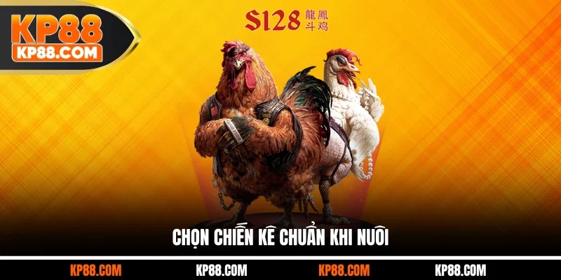 Chọn chiến kê chuẩn khi nuôi