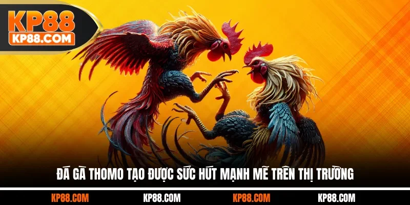 Đá gà Thomo tạo được sức hút mạnh mẽ trên thị trường